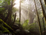 Kim's Tarkine Rainforest Photo